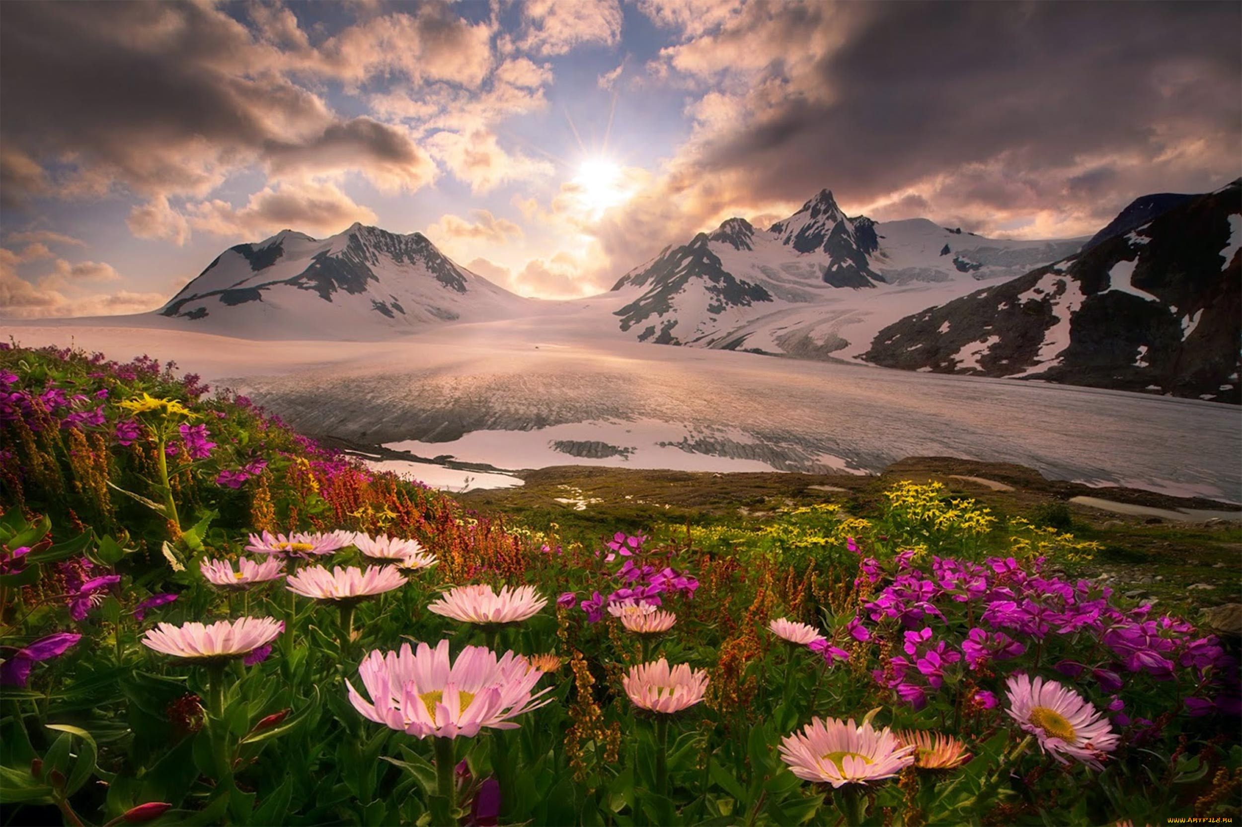 3d mountain flowers. Аляска горы цветы. Красивый пейзаж. Красота природы. Прекрасный пейзаж.